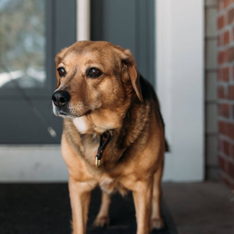 Dog standing in front of a house door.