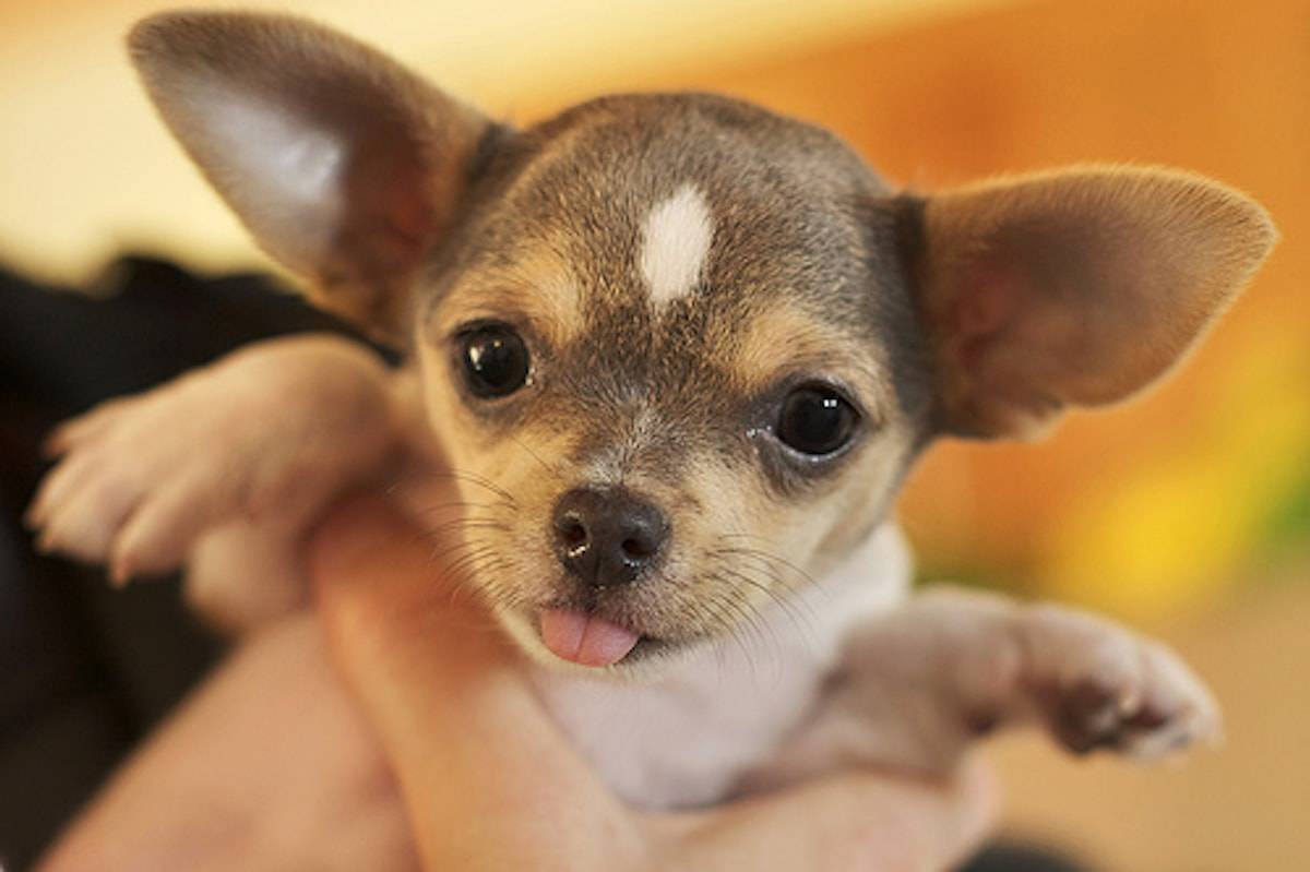 Puppy with big ears.